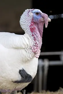 Animal Husbandry Practices Drucke: Turkey