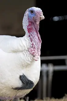 Animal Husbandry Practices Drucke: Turkey