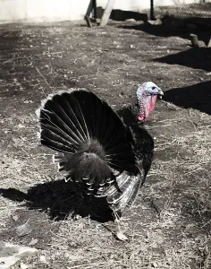 Galliforms Birds Drucke: Turkey in its enclosure