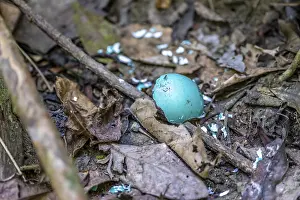 South American National Parks Drucke: Turquoise eggshell, broken egg on the forest floor