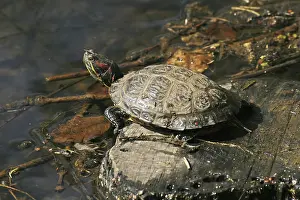 Natural Environments Drucke: Turtle
