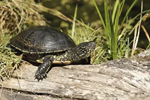 Sumpfschildkröten Drucke: Ein Schildkröte ruht auf einem Baumstamm in einer sonnigen natürlichen Umgebung mit Gras und Grün