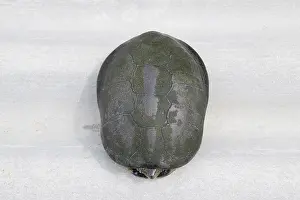 Fluss-Schildkröten Drucke: Die Schildkröte versteckte sich in der Schale und kommt nicht heraus.