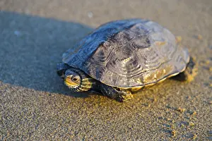 Sumpfschildkröten Drucke: Schildkröte sitzt auf sandiger Oberfläche mit leichter Lichtreflexion.