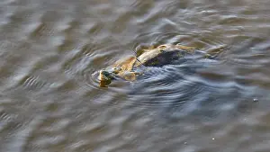 Navarino Bay Landscape Drucke: A turtle swims just below the water surface