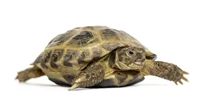Studio Shot Of A Turtle Drucke: Turtle walking, isolated on white