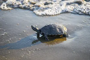 Drucke von Schildkröte am Wassertrand mit Wellen, die den Strand umspülen, Balkansumpfschildkröte (Mauremys rivulata), Balkansumpfschildkröte, Ayvalik, Ägäisches Meer Wild Turkey Drucke: Schildkröte am Wassertrand mit Wellen, die sich an der Küste legen.