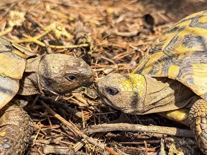 Wild Animal Behavior Drucke: Two turtles facing each other on ground in forest