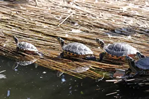 Wildlife Photography Croatia Drucke: Turtles sunbathing