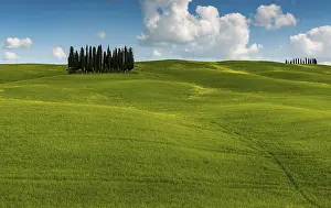 Tuscany Italy Views Drucke: Tuscan landscape with cluster of trees
