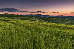 Drucke von Toskanische Landschaft mit Maisfeld, Sonnenuntergang, San Quirico d'Orcia, Val d'Orcia, Toskana, Italien Val D'Orcia Drucke: Toskanische Landschaft mit Maisfeld.