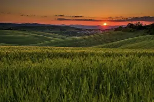 European Rural Scenery Drucke: Tuscan landscape with cornfield