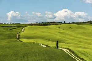 Tuscan Landscape Drucke: Tuscan landscape, way through cornfields
