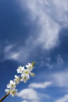 Vernal Flowers In May Drucke: Twig of abloom tree