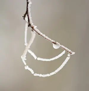Lower Saxony Winter Landscape Drucke: Twig and spider threads with hoarfrost