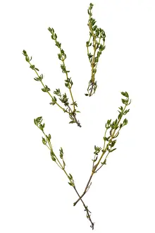 White Studio Background Photos Drucke: Twigs of thyme scattered on a white background