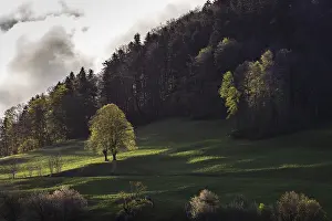 Tilioideae Plant Species Drucke: Twin tree, twin lime, lime tree in spring
