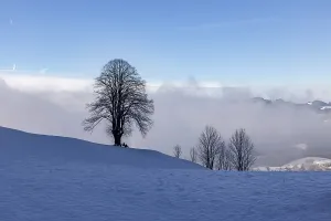 Bilder Datiert 13. Januar 2024: Zwillingsbaum, Winter-Linden im Schnee.
