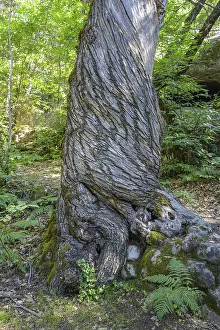 European Nature Escapes Drucke: Twisted tree trunk, Gres d'Annot sandstone labyrinth hike