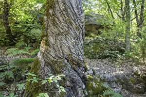 European Nature Escapes Drucke: Twisted tree trunk, Gres d'Annot sandstone labyrinth hike