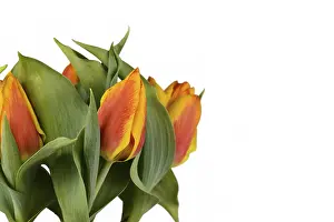 Ornamental Plant Studio Shot Drucke: Two-colored orange