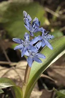 Southern German Flora Drucke: Two-leaf squill (Scilla bifolia)