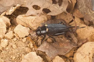 Long Horned Grasshopper Drucke: Two-spotted cricket