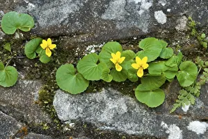 European Botany Plants Drucke: Twoflower Violet (Viola biflora)
