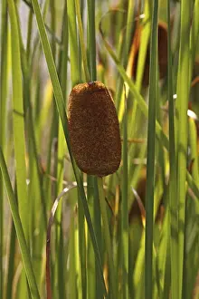 Typha minima, Zwerg-Schilfröschen - Zwerg-Segge