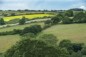 Uninhabited English Countryside Drucke: Typical Cornish landscape with meadows