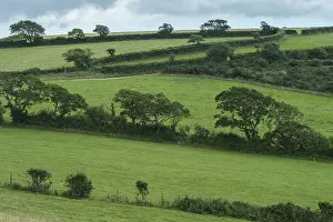 European Rural Scenery Drucke: Typical Cornish landscape with meadows