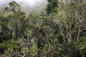 Uninhabited Cloud Forests Drucke: Typical dense vegetation in the cloud forest with mossy trees