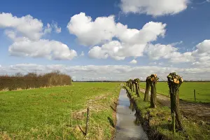 European Countryside Scenes Drucke: Typical dutch landscape with knotted willows in spring