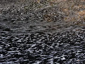 Drucke von Typische Schaumstrukturen auf einem Schwarzwasserfluss, Chapada Diamantina, Bahia, Brasilien Brasiliens Kulturerbestätten Drucke: Typische Schaumstrukturen auf einem Schwarzwasserfluss.