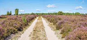 Luneburg Heath Landscape Drucke: Typical heath landscape with juniper