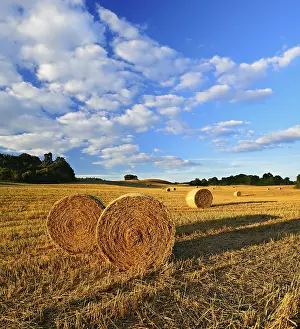 Summer Evening Landscape Drucke: Typical hilly landscape with copses
