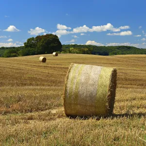 Hilly Landscape Drucke: Typical hilly landscape with copses