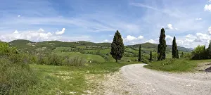 Tuscany Italy Scenery Drucke: Typical landscape with cypresses