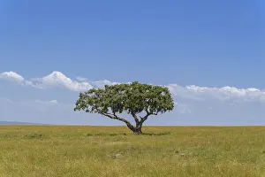 Kenya Wildlife Refuge Drucke: Typical savannah landscape with tree