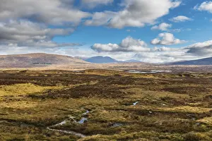 Heather Family Plants Drucke: Typical Scottish Highlands with mountains