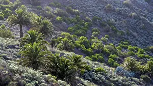 La Gomera Nature Photography Drucke: Typical vegetation with palm trees