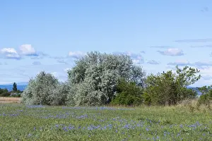 Austrian Countryside Scenery Drucke: Typical vegetation in spring with flowering meadows