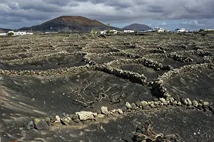 Canary Islands Viniculture Drucke: Typical viticulture in dry farming method