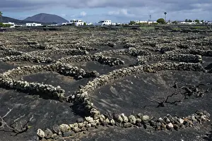 Vitaceae Plant Cultivation Drucke: Typical viticulture in dry farming method