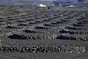 Canary Islands Agriculture Drucke: Typical viticulture in dry farming method