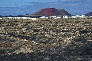 Canary Islands Agriculture Drucke: Typical viticulture in dry farming method