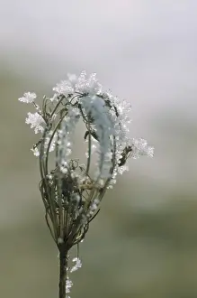 Frozen Plant Details Drucke: Umbella with hoarforst