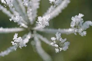 Hoarfrost Umbellifer Drucke: Umbella with hoarforst