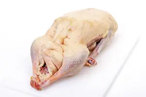 Anseriformes Bird Species Drucke: Uncooked goose