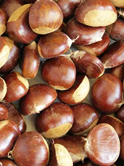 Empty Forest Landscape Drucke: Uncounted Chestnuts, full size